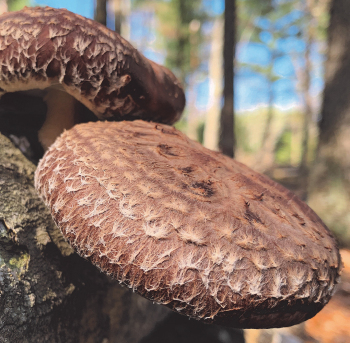 Shiitake - Jupiter™  (Lentinula edodes) Sawdust Spawn