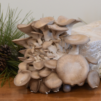 Oyster - Black Pearl (Pleurotus eryngii) Grain Spawn