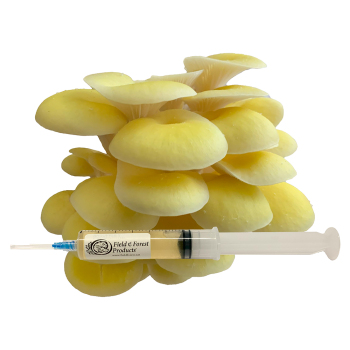 Oyster - Golden (Pleurotus citrinopileatus) Liquid Culture