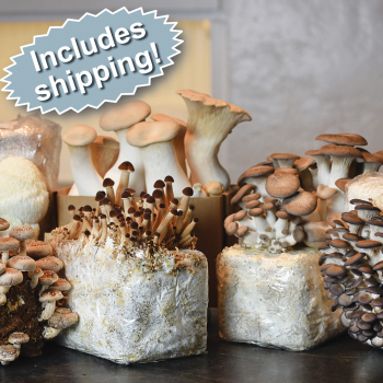 6-Block Indoor Mushroom Garden Set