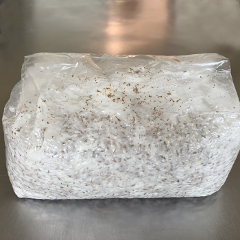G1 Grain Cultures