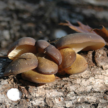 Olive Oysterling - (Panellus serotinus) Sawdust Spawn