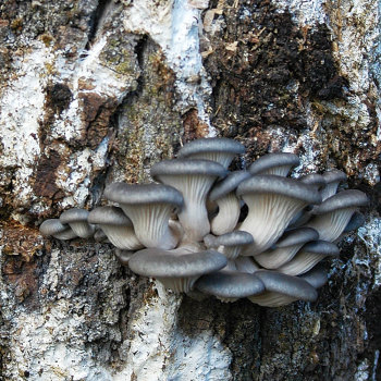 Oyster - Blue Dolphin™ (Pleurotus ostreatus) Plug Spawn