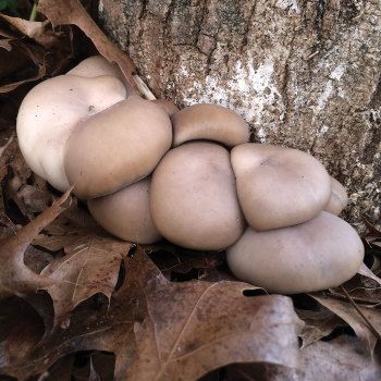 Oyster - Italian (Pleurotus pulmonarius) Plug Spawn