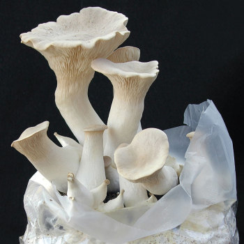Oyster - King (Pleurotus eryngii) Grain Spawn