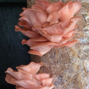 Oyster - Pink (Pleurotus djamor) Grain Spawn