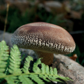 Shiitake - Bellwether™  (Lentinula edodes) Sawdust Spawn