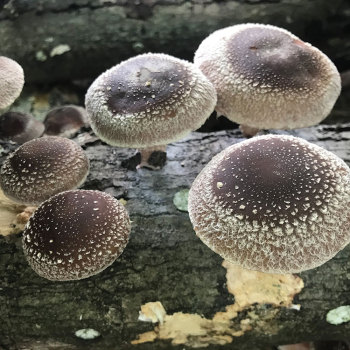 Shiitake - Halo™  (Lentinula edodes) Sawdust Spawn