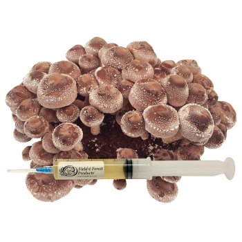 Shiitake - LE3790 (Lentinula edodes) Liquid Culture