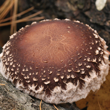 Shiitake - Snow Cap™  (Lentinula edodes) Sawdust Spawn