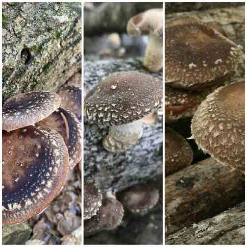 Shiitake 3-Season Collection - Plug Kit