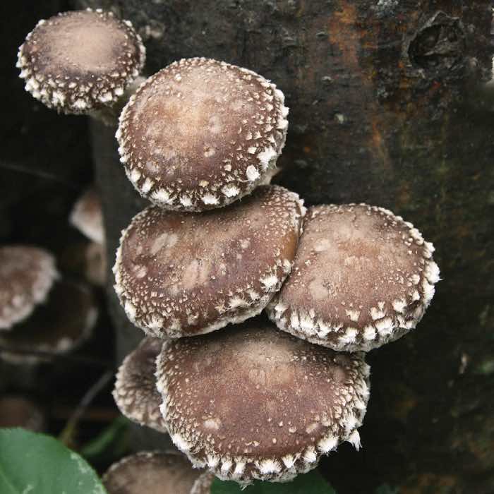 Strain | WR46™ Shiitake