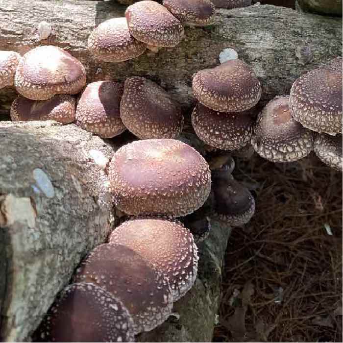 Strain | Night Velvet™ Shiitake