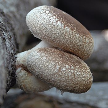 Strain | Bulochka™ Shiitake