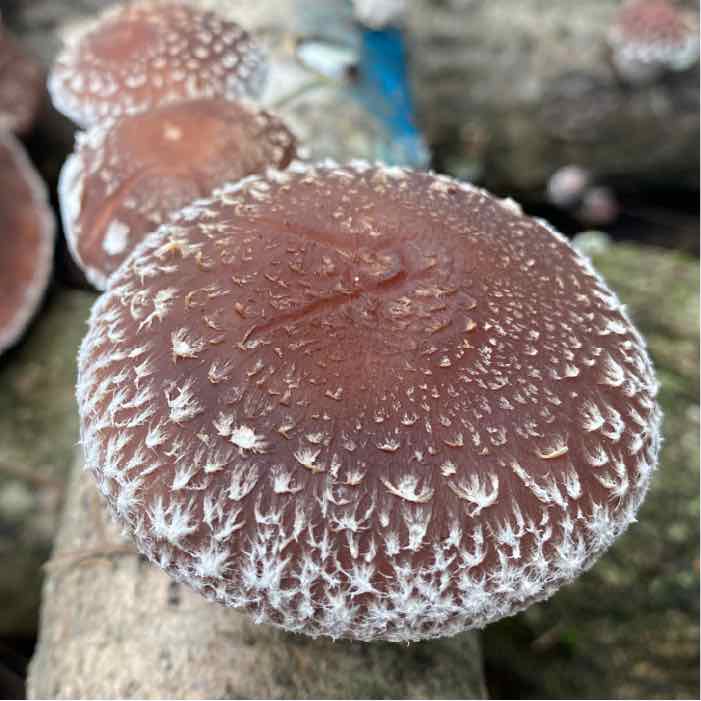 Strain | Bellwether™ Shiitake