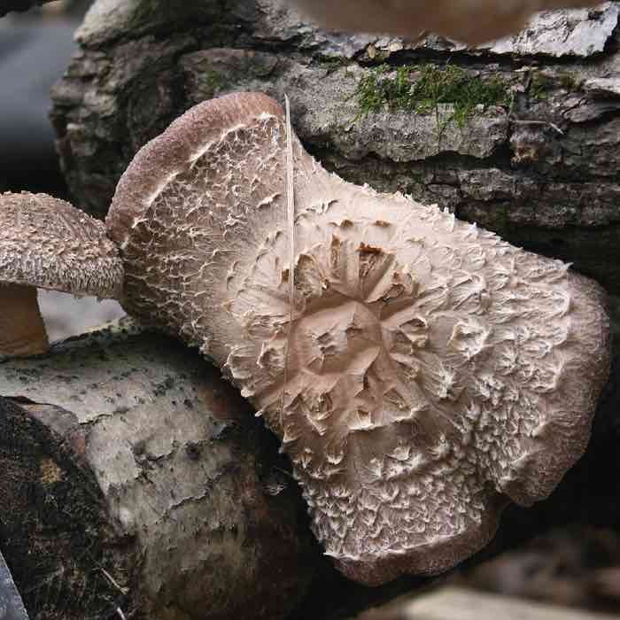 Strain | Jupiter™ Shiitake