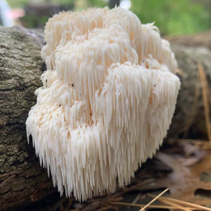 Strain | Lions Mane