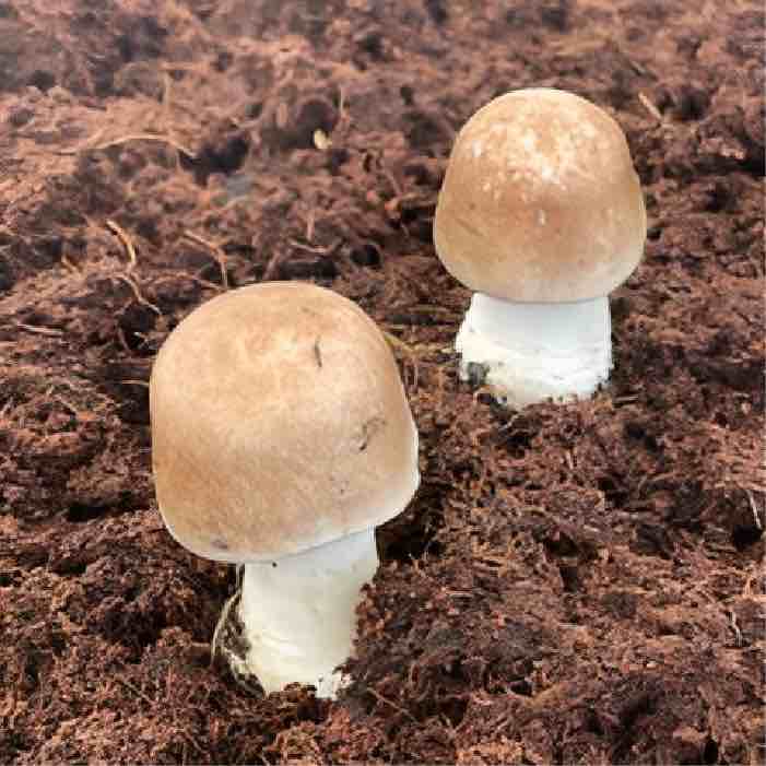 Citizen Science: Growing Almond Agaricus on Spent Brewer's Grain