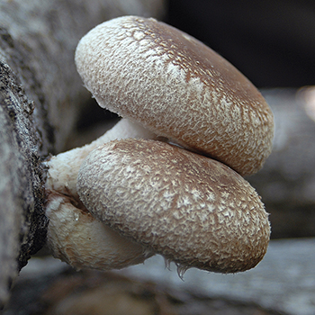 Warm Weather Strains