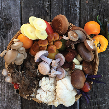 By Mushroom