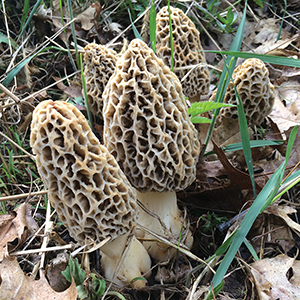 Morel