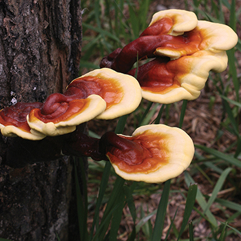 Reishi