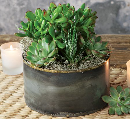 Scarlet Succulent Potager 
