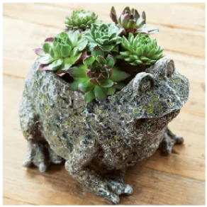 Succulent Frog