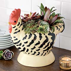 Product Image of Nesting Hen Succulent