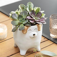 Product Image of Smiling Puppy Succulent